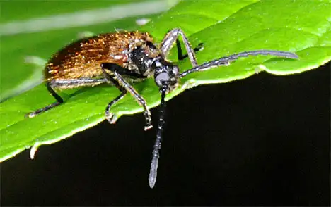 Tenebrionidae (Latreille 1802)