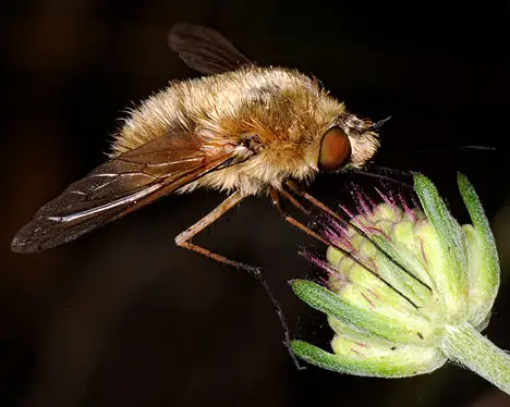 Bombyliidae (Latreille 1802) Bombyliidae (Latreille 1802)