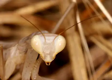 Young Mantis religiosa - Face