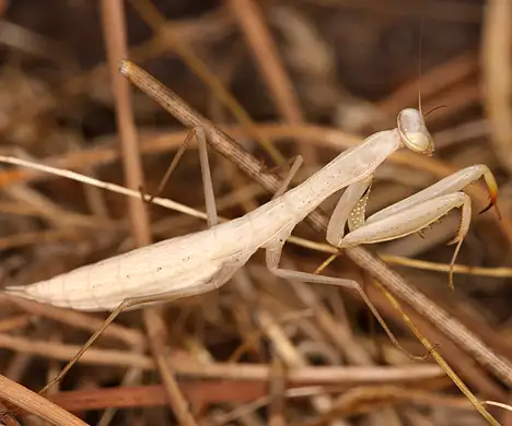 Young Mantis religiosa