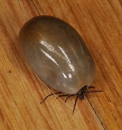 Ixodida (Sundevall 1833) Ixodida (Sundevall 1833)
