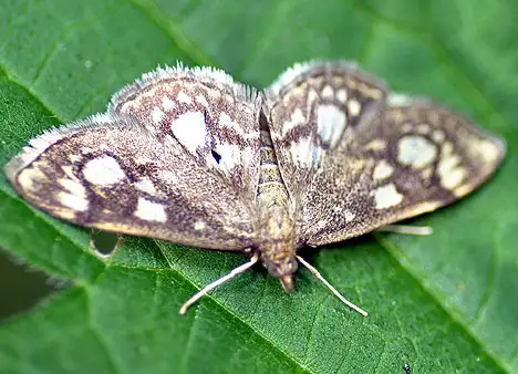 Pyralidae (Latreille 1802) Pyralidae (Latreille 1802)